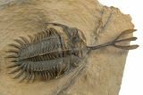 Spiny Walliserops Trilobite With Diademaproetus - Foum Zguid #312368-3